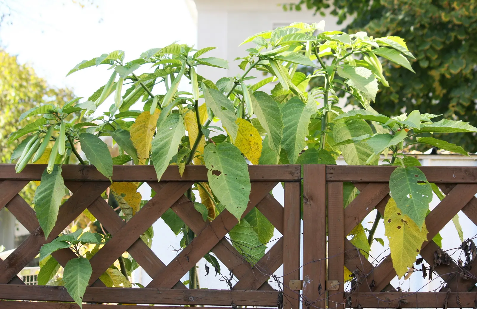 Pink Angel's Trumpet (Brugmansia Suaveolens) — heavy scent especially pronounced at nightfall, image 74