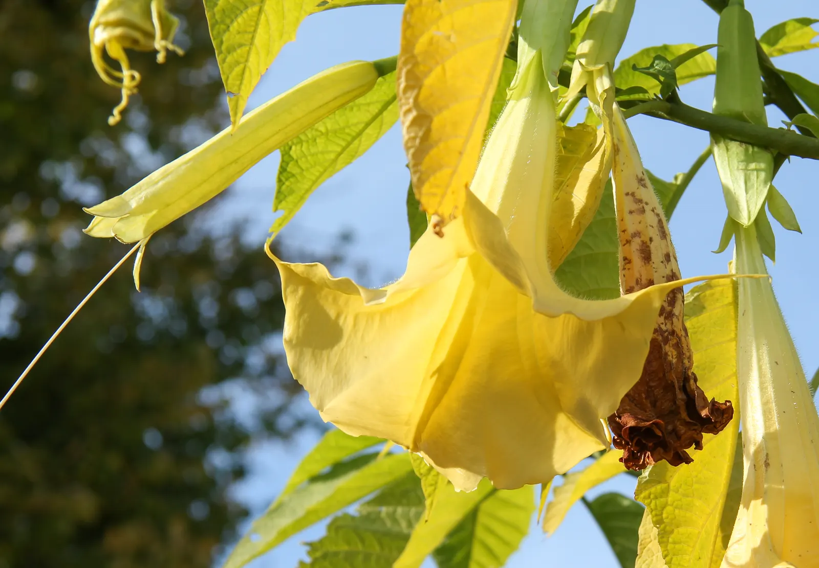 Pink Angel's Trumpet (Brugmansia Suaveolens) — Blooming generously from late spring through fall; heavy scent especially pronounced at nightfall, image 92