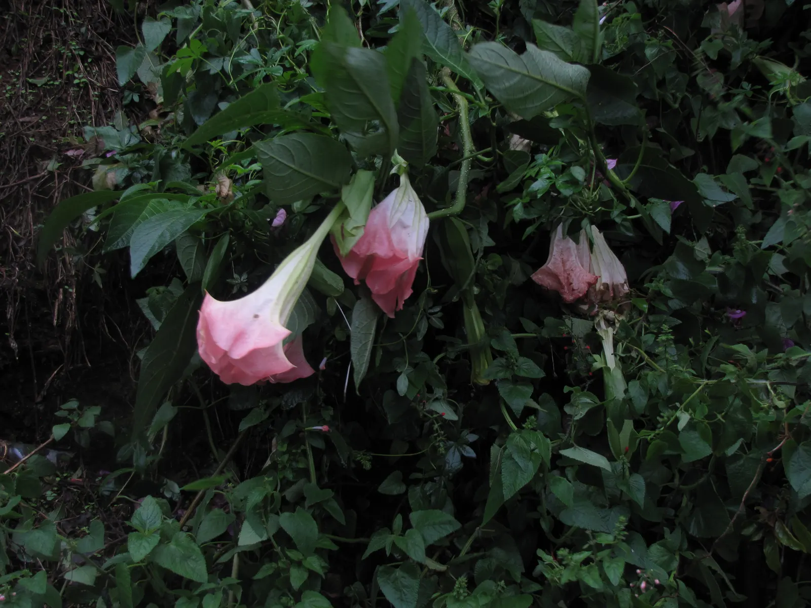 Pink Angel's Trumpet (Brugmansia Suaveolens) — Blooming generously from late spring through fall; heavy scent especially pronounced at nightfall
