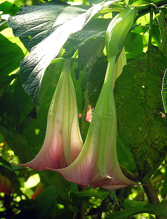 Pink Angel's Trumpet (Brugmansia Suaveolens) — complemented by the Brugmansia's lush; caution: All parts are toxic if ingested, image 55