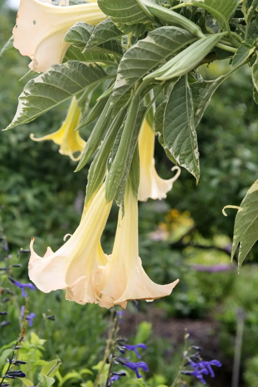 Pink Angel's Trumpet (Brugmansia Suaveolens) — Full sun to partial shade is preferable to ensure a profuse floral display; tropical feel for any landscape