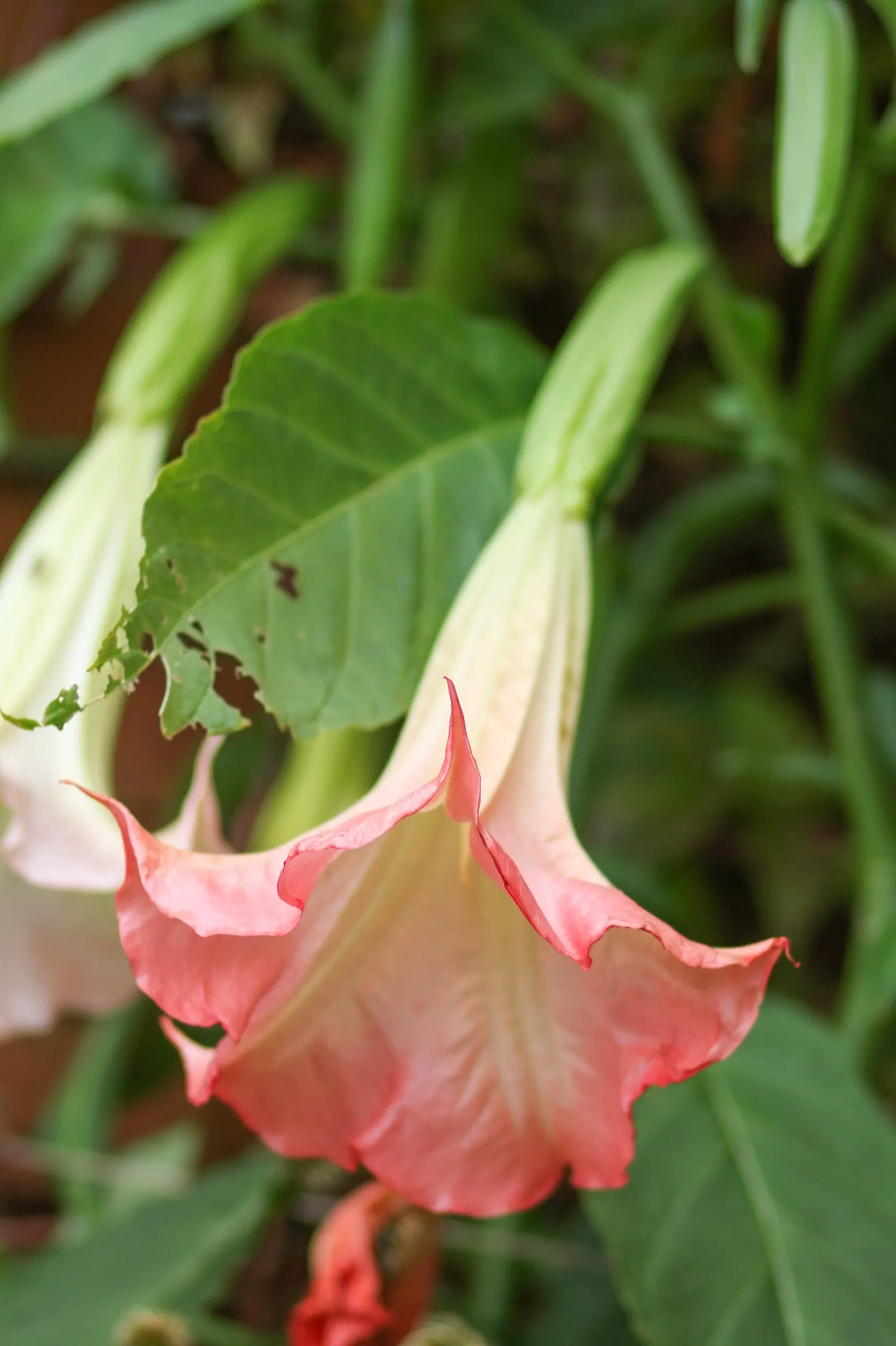 Pink Angel's Trumpet (Brugmansia Suaveolens) — Adds a dramatic flair to mixed borders and containers; heavy scent especially pronounced at nightfall, image 47