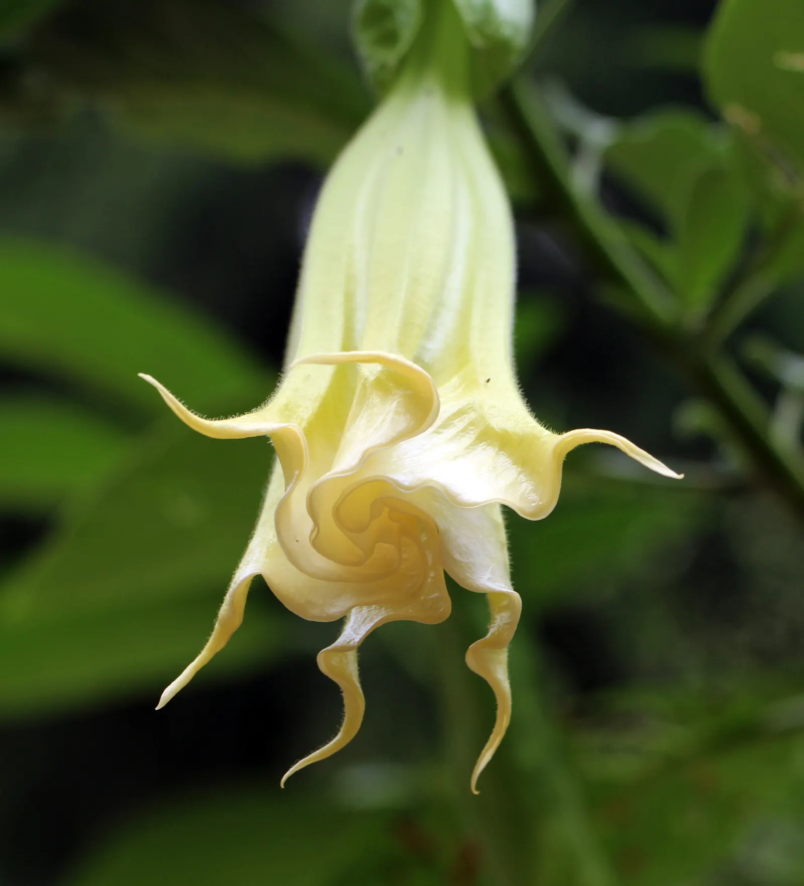 Pink Angel's Trumpet (Brugmansia Suaveolens) — The Pink Angel's Trumpet should be sheltered from strong winds, which can damage both flowers and, image 36