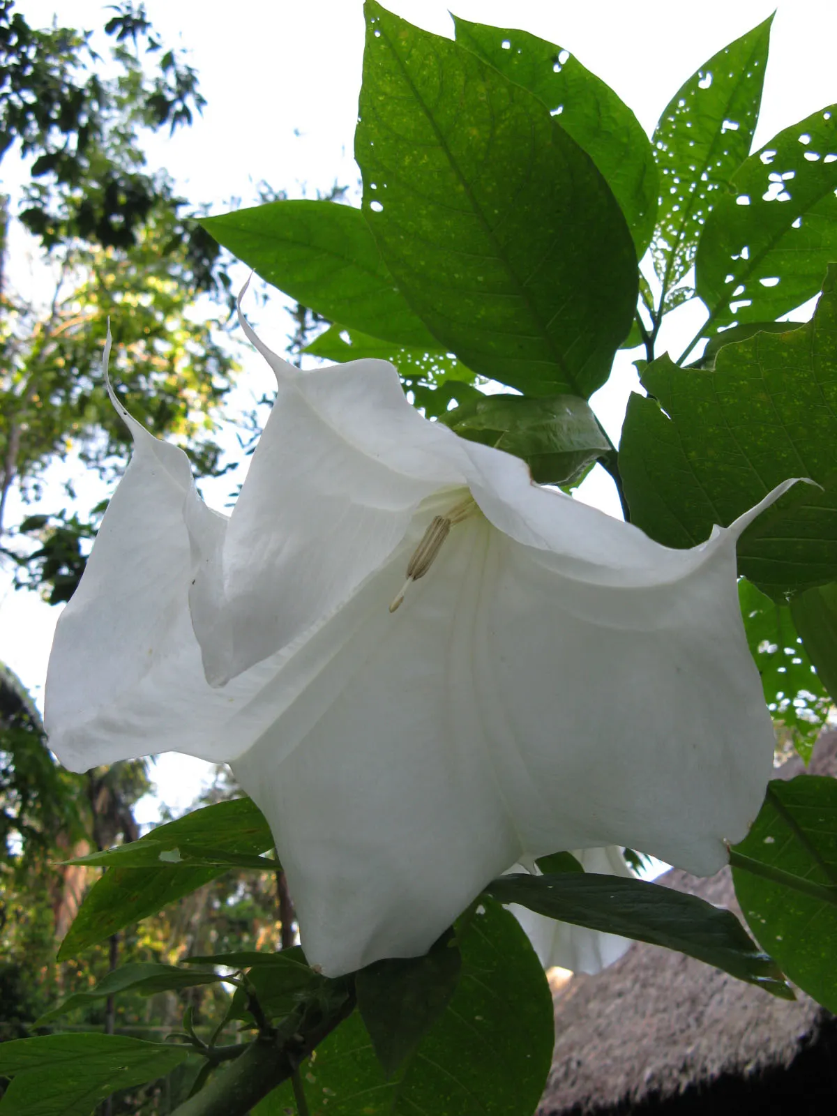 Pink Angel's Trumpet (Brugmansia Suaveolens) — pink flowers in the garden; caution: All parts are toxic if ingested, image 61