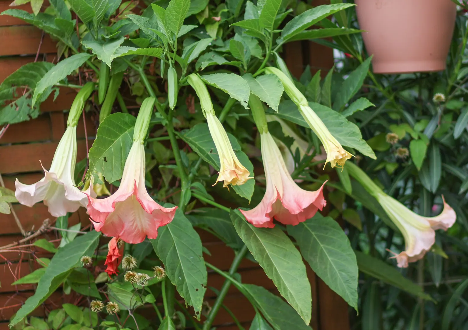 Pink Angel's Trumpet (Brugmansia Suaveolens) — tropical feel for any landscape, image 60