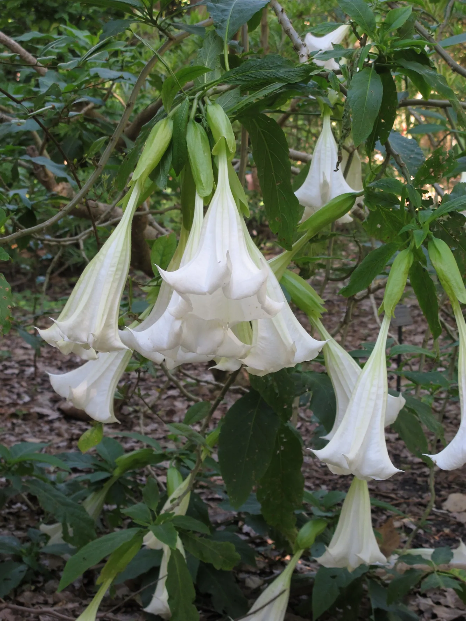 Pink Angel's Trumpet (Brugmansia Suaveolens) — Caution: All parts are toxic if ingested
