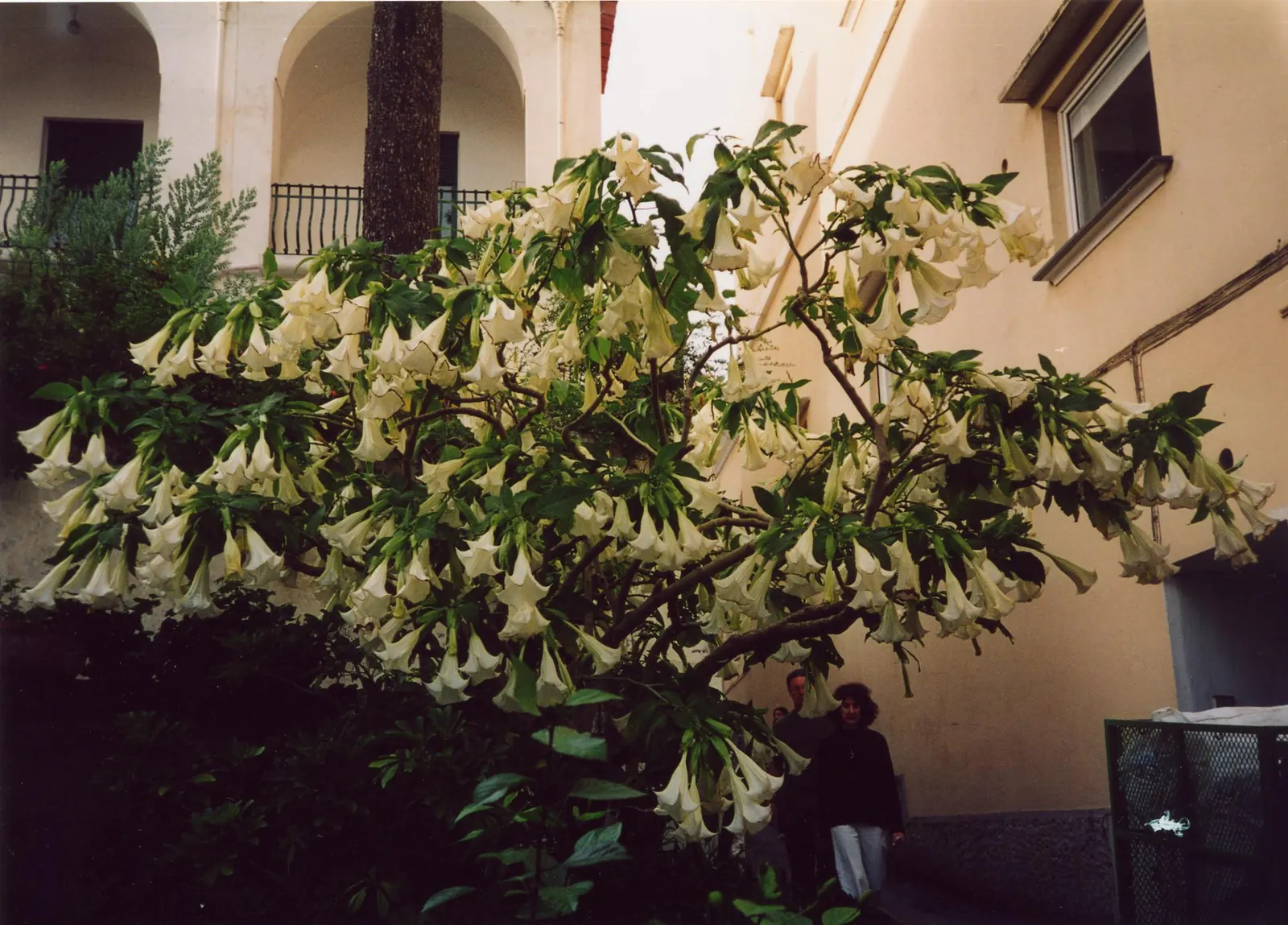 Pink Angel's Trumpet (Brugmansia Suaveolens) — shrub for full or half or shade