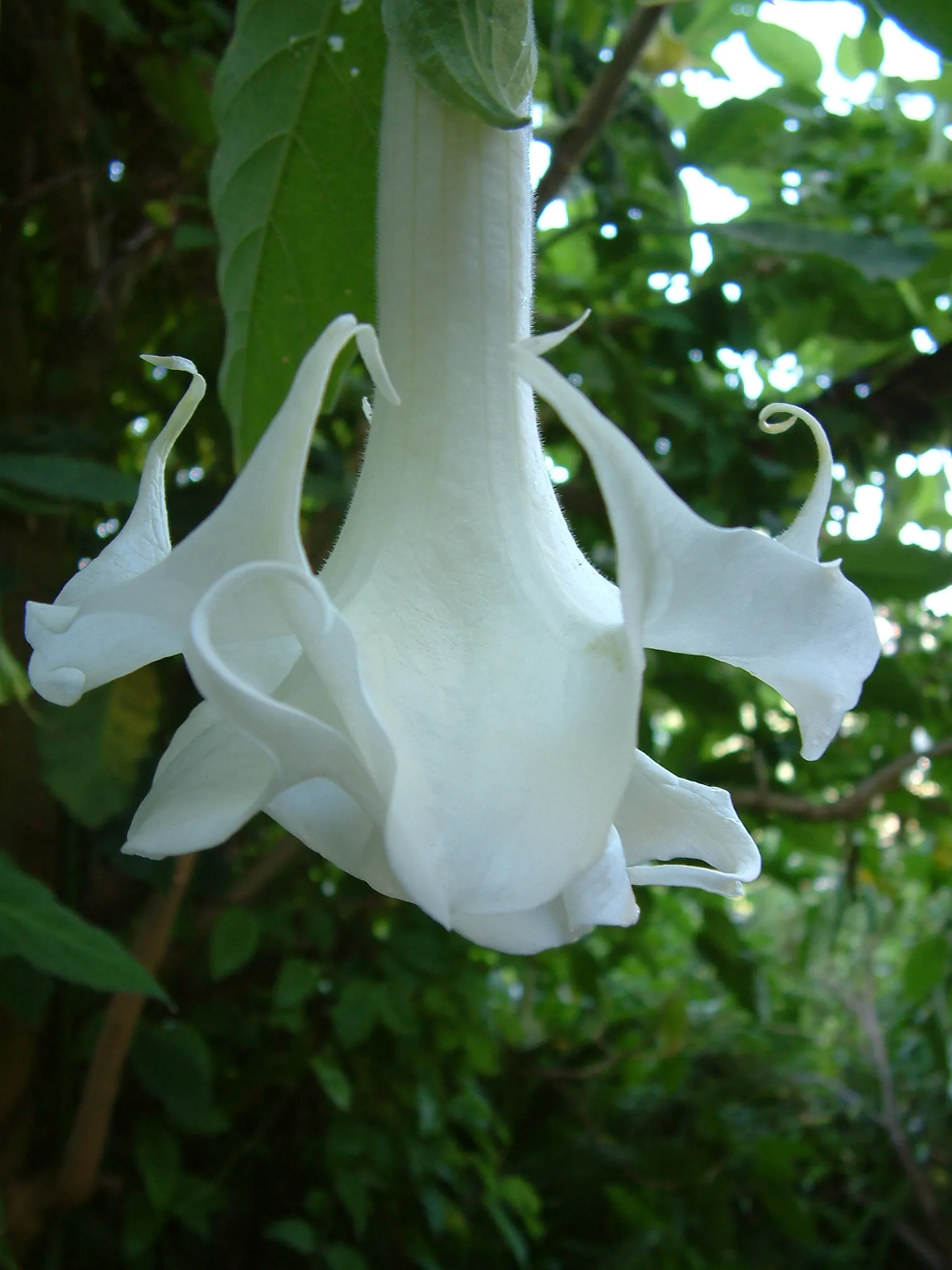 Pink Angel's Trumpet (Brugmansia Suaveolens) — pink flowers in the garden; caution: All parts are toxic if ingested