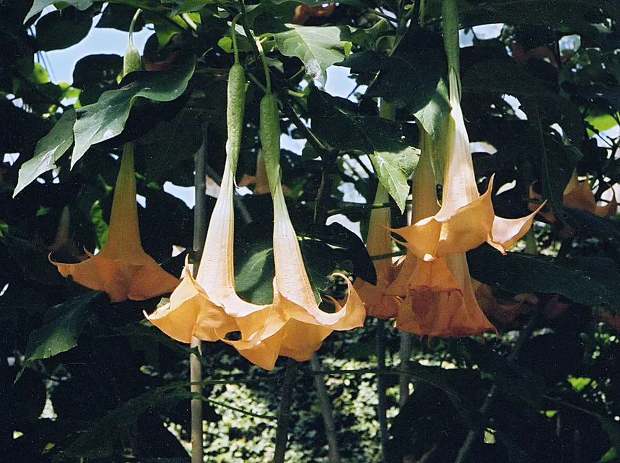 Pink Angel's Trumpet (Brugmansia Suaveolens) — Note that all parts of Brugmansia suaveolens are toxic if ingested; caution: All parts are toxic if, image 79