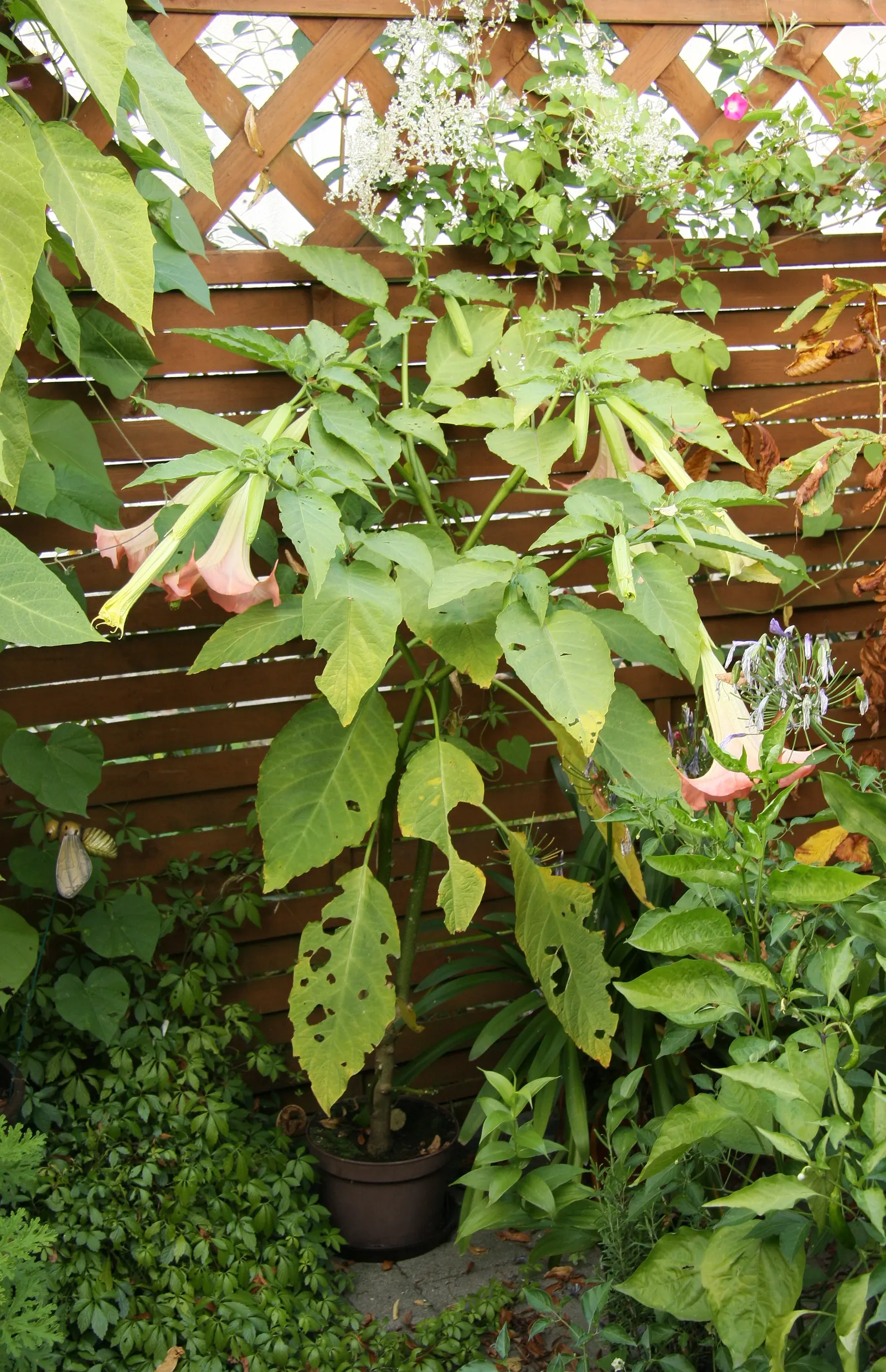 Pink Angel's Trumpet (Brugmansia Suaveolens) — heavy scent especially pronounced at nightfall, image 32
