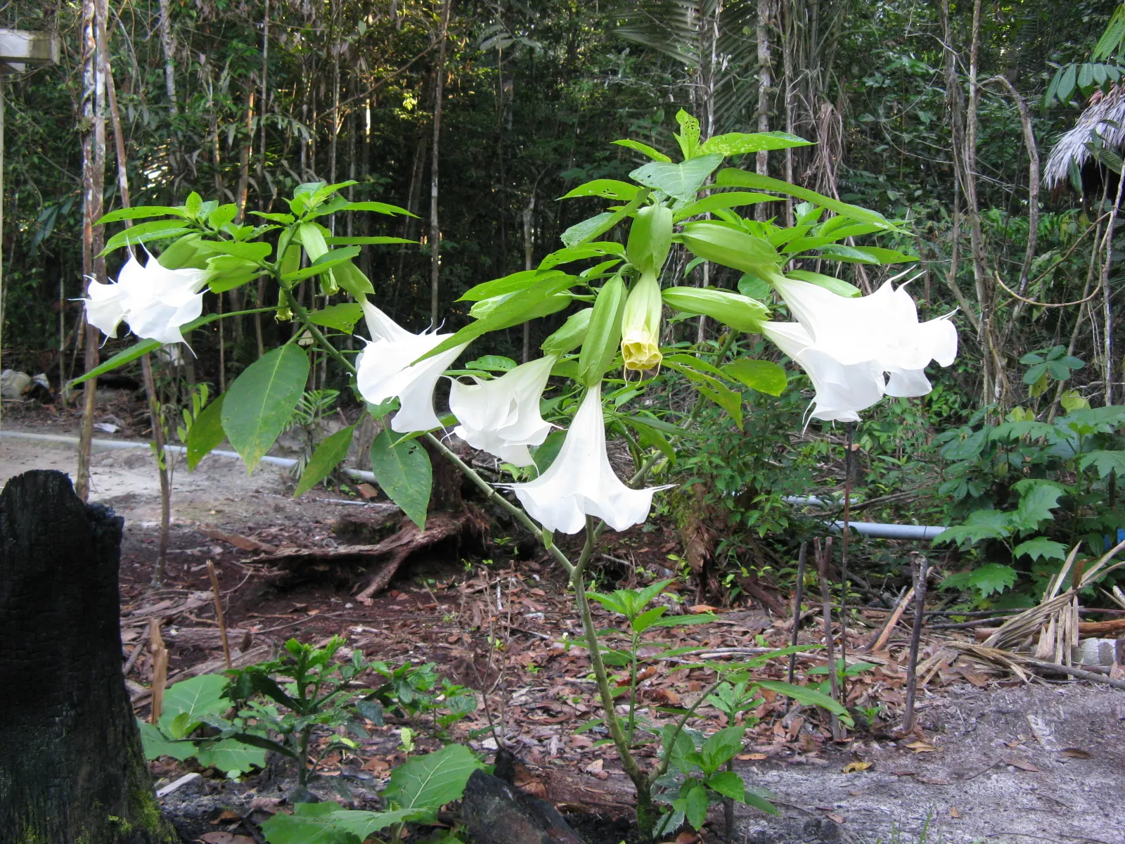 Pink Angel's Trumpet (Brugmansia Suaveolens) — Full sun to partial shade is preferable to ensure a profuse floral display; tropical feel for any, image 54