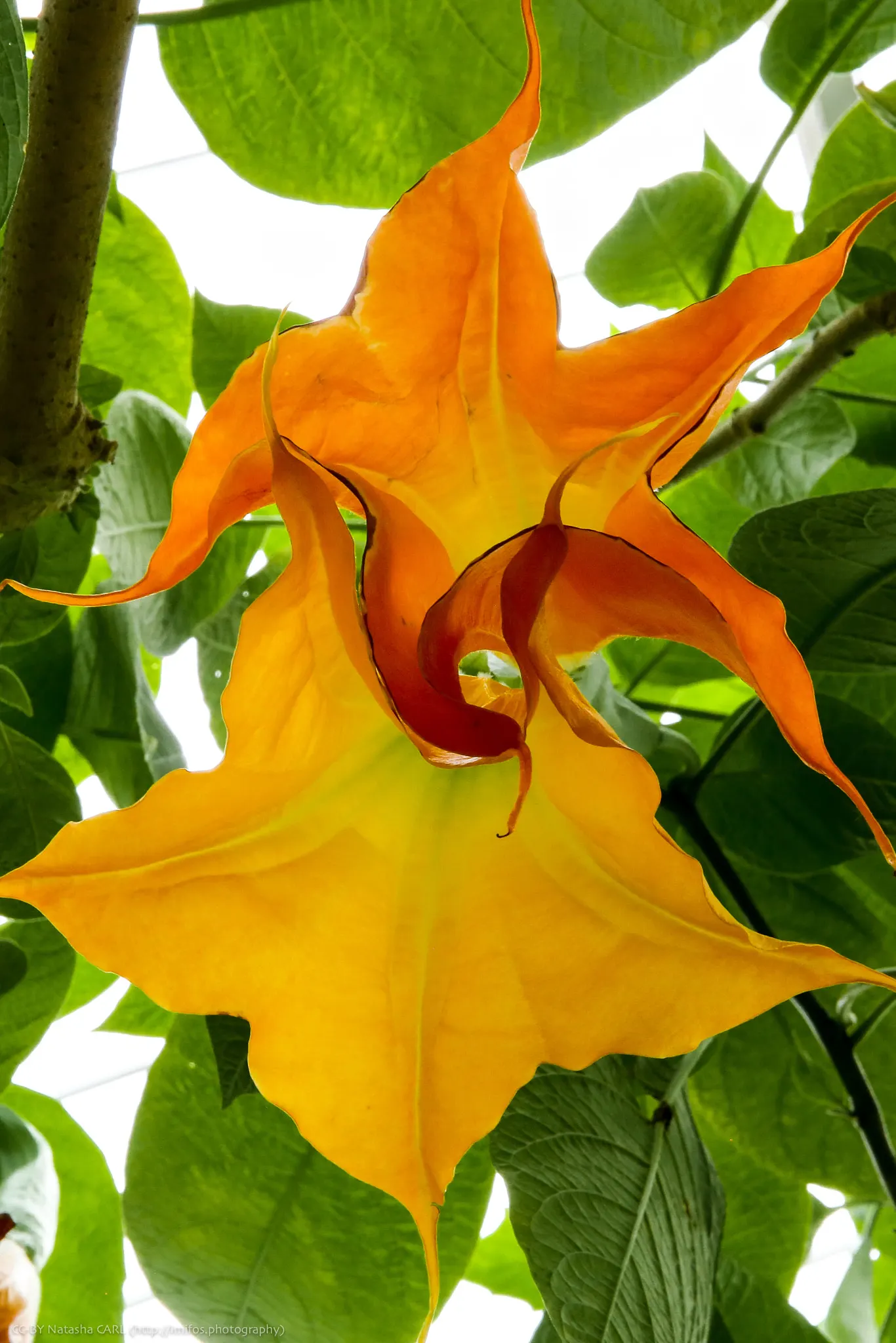 Pink Angel's Trumpet (Brugmansia Suaveolens) — shrub with pink blooms; heavy scent especially pronounced at nightfall