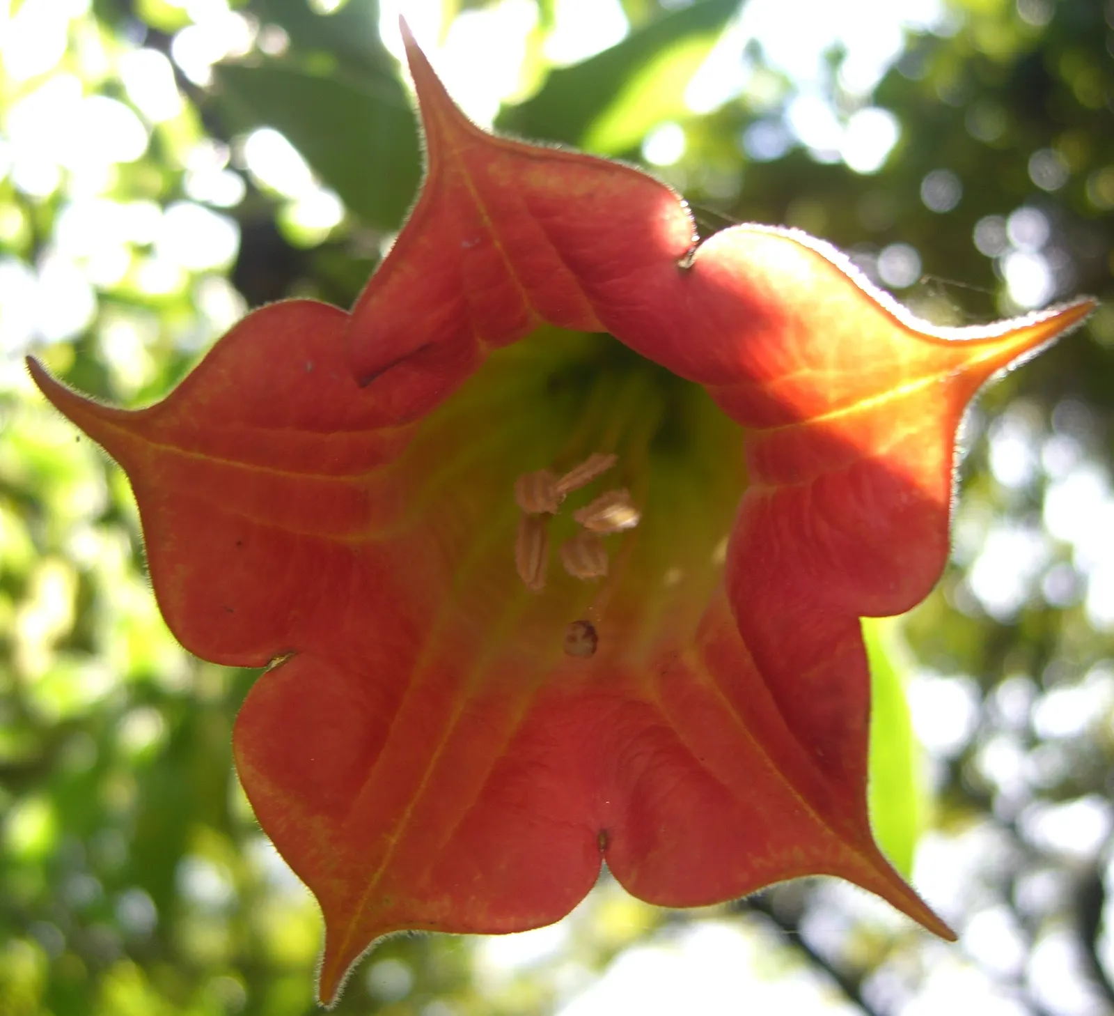 Pink Angel's Trumpet (Brugmansia Suaveolens) — offers a dramatic flourish to any garden with its remarkable ornamental qualities; tropical feel for, image 69