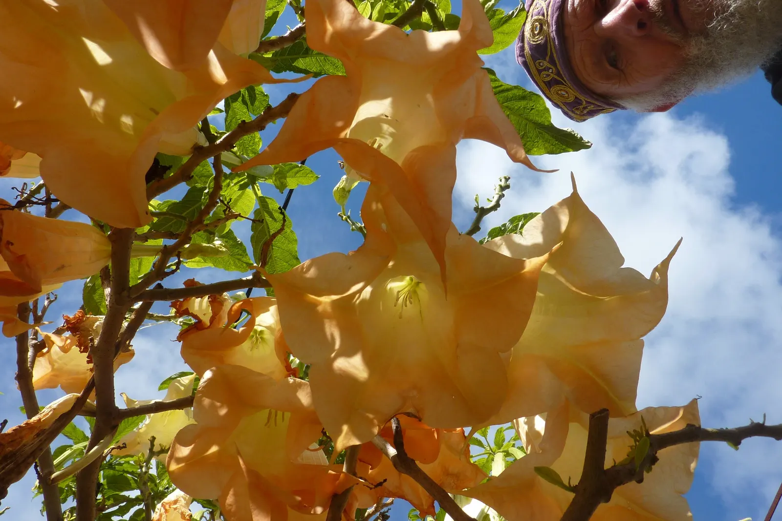 Pink Angel's Trumpet (Brugmansia Suaveolens) — complemented by the Brugmansia's lush; caution: All parts are toxic if ingested, image 97