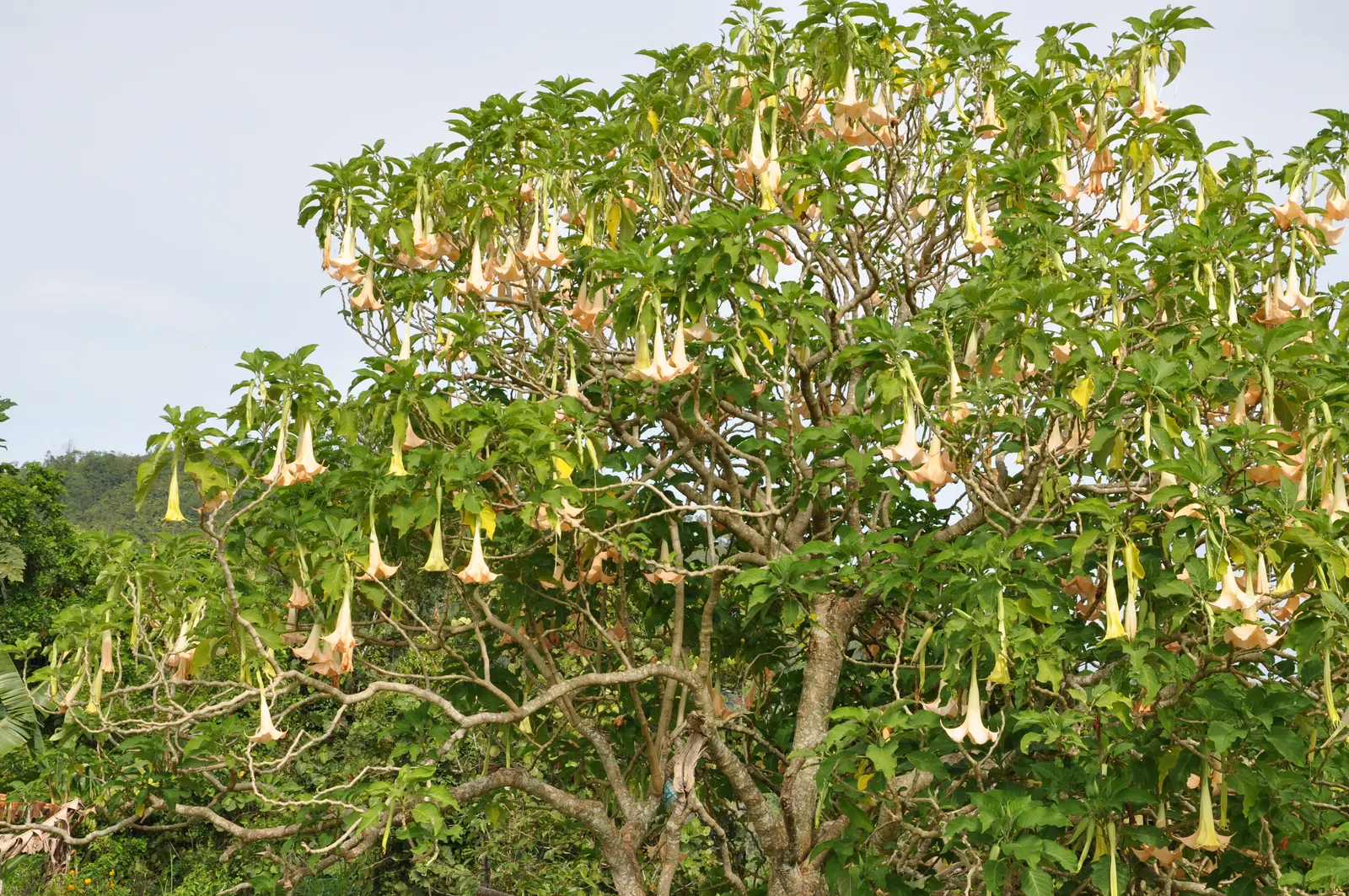 Pink Angel's Trumpet (Brugmansia Suaveolens) — This showy, tropical perennial prefers full sun to partial shade and well-drained soil; tropical, image 87