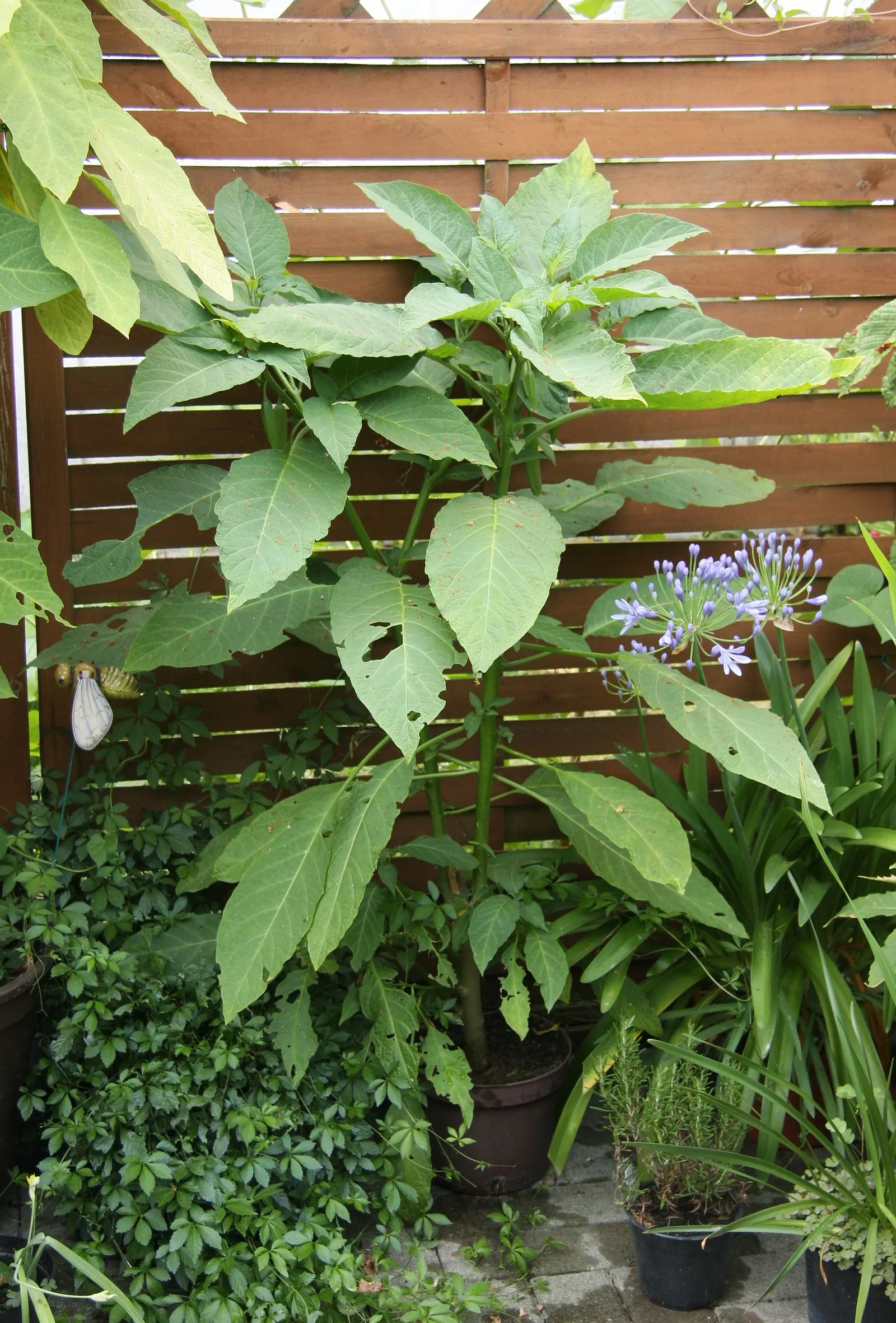 Pink Angel's Trumpet (Brugmansia Suaveolens) — shrub for full or half or shade; tropical feel for any landscape, image 63