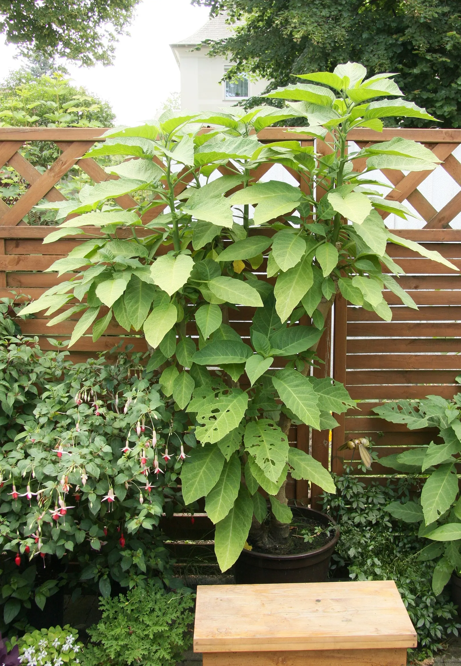 Pink Angel's Trumpet (Brugmansia Suaveolens) — tropical feel for any landscape, image 102