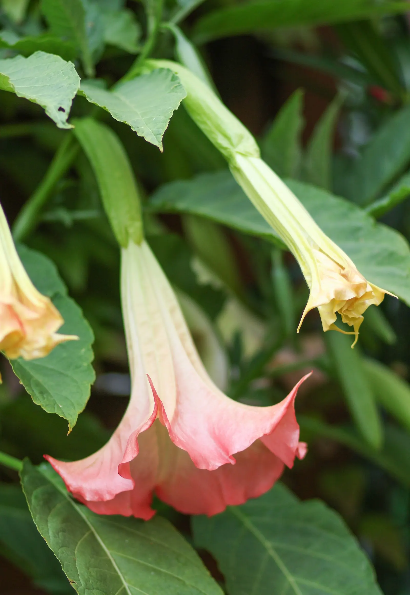 Pink Angel's Trumpet (Brugmansia Suaveolens) — tropical feel for any landscape, image 39