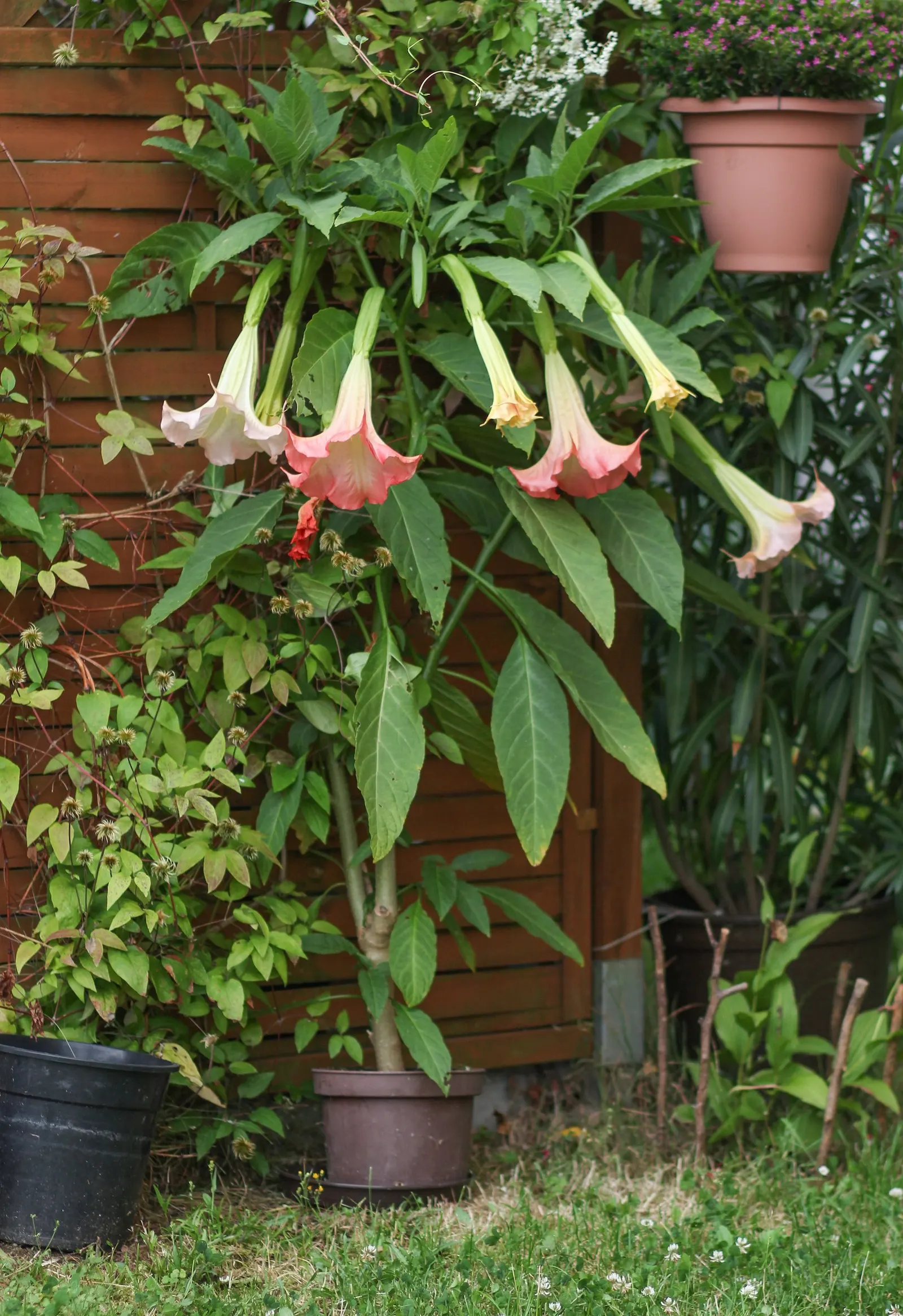 Pink Angel's Trumpet (Brugmansia Suaveolens) — imbuing the surroundings with their sweet; caution: All parts are toxic if ingested