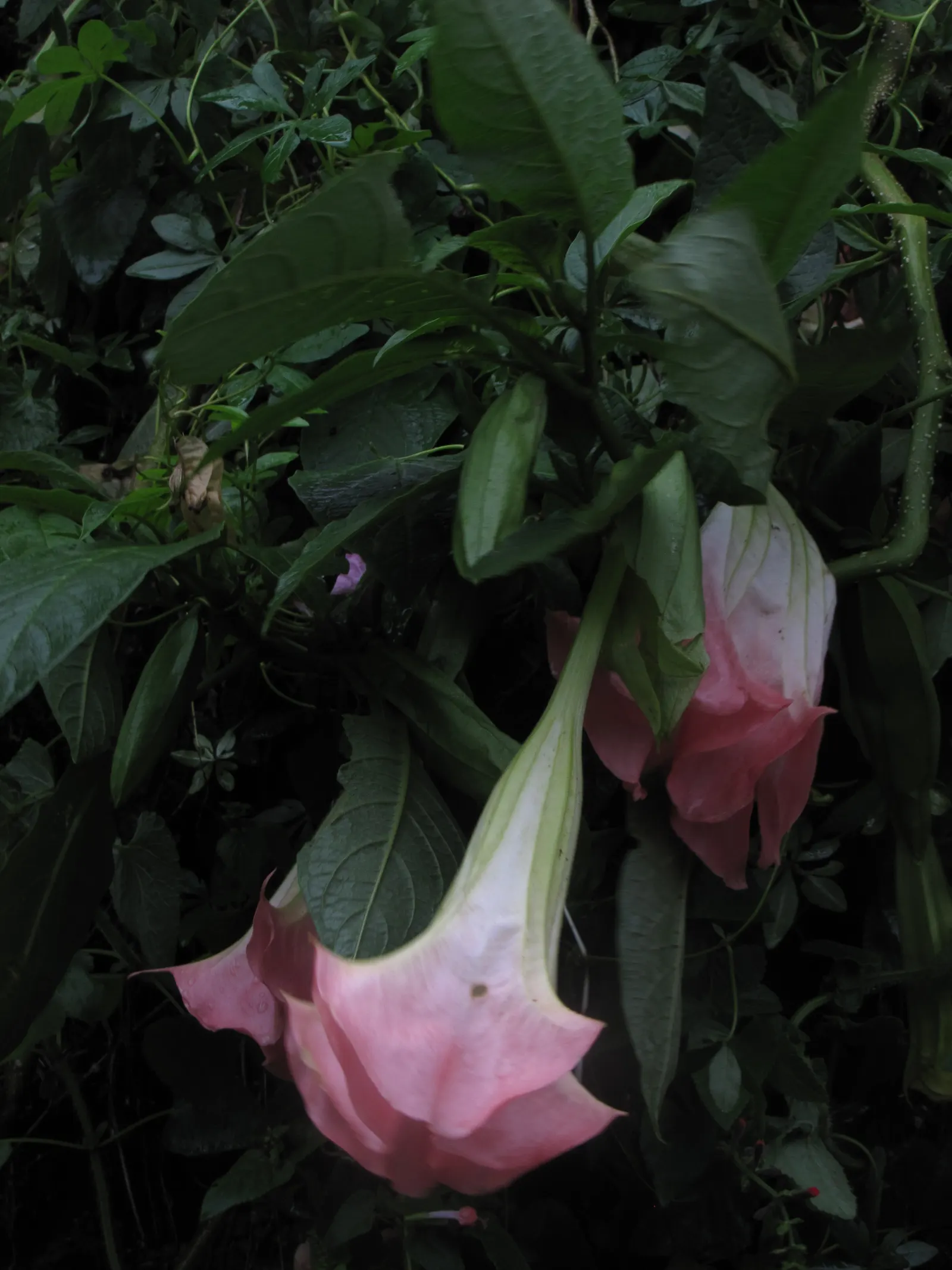 Pink Angel's Trumpet (Brugmansia Suaveolens) — good drainage is crucial to prevent root rot