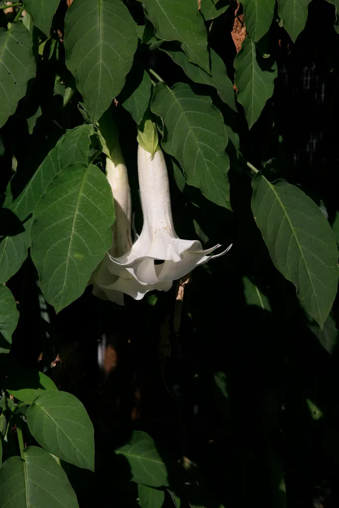 Pink Angel's Trumpet (Brugmansia Suaveolens) — Hardy to USDA Zone 9, it reaches heights of 5-15 feet and spreads 6-10 feet; heavy scent especially, image 86