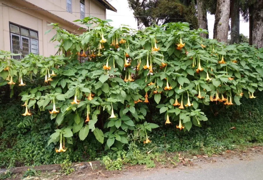 Pink Angel's Trumpet (Brugmansia Suaveolens) — complemented by the Brugmansia's lush; caution: All parts are toxic if ingested, image 76
