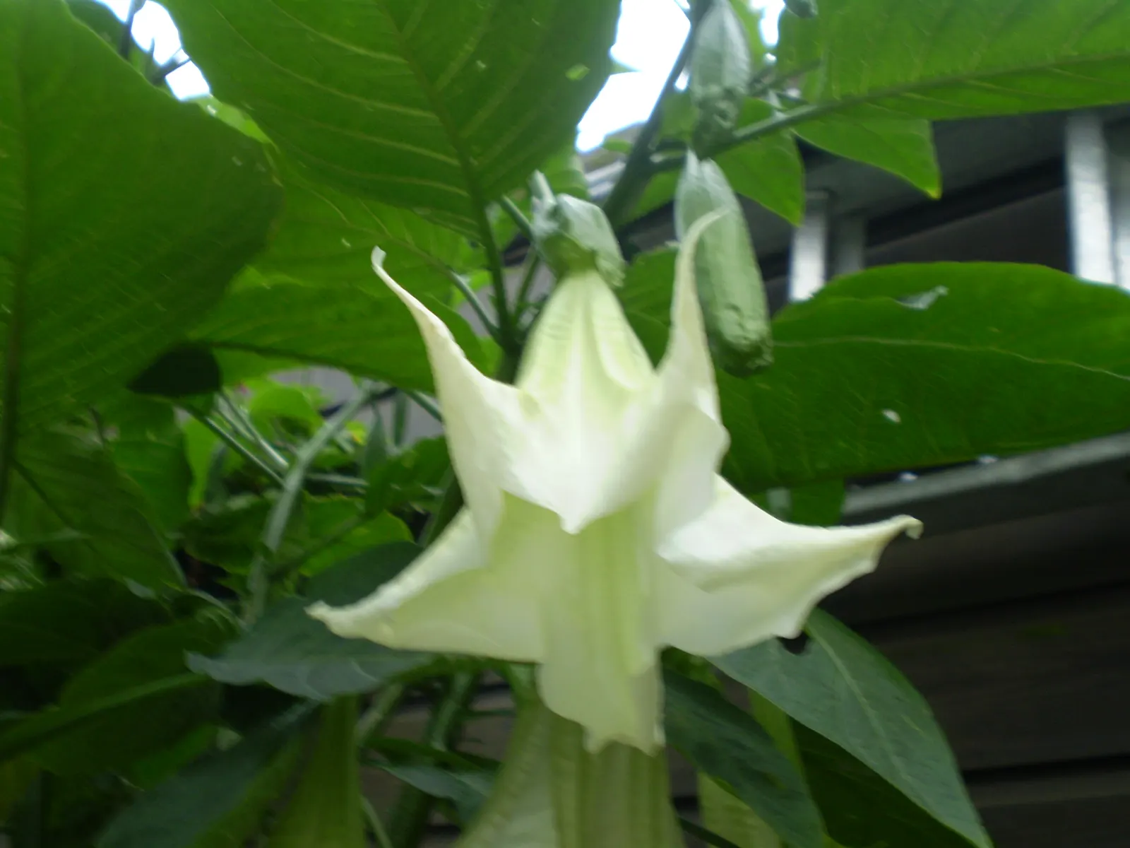 Pink Angel's Trumpet (Brugmansia Suaveolens) — Hardy to USDA Zone 9, it reaches heights of 5-15 feet and spreads 6-10 feet; heavy scent especially, image 107