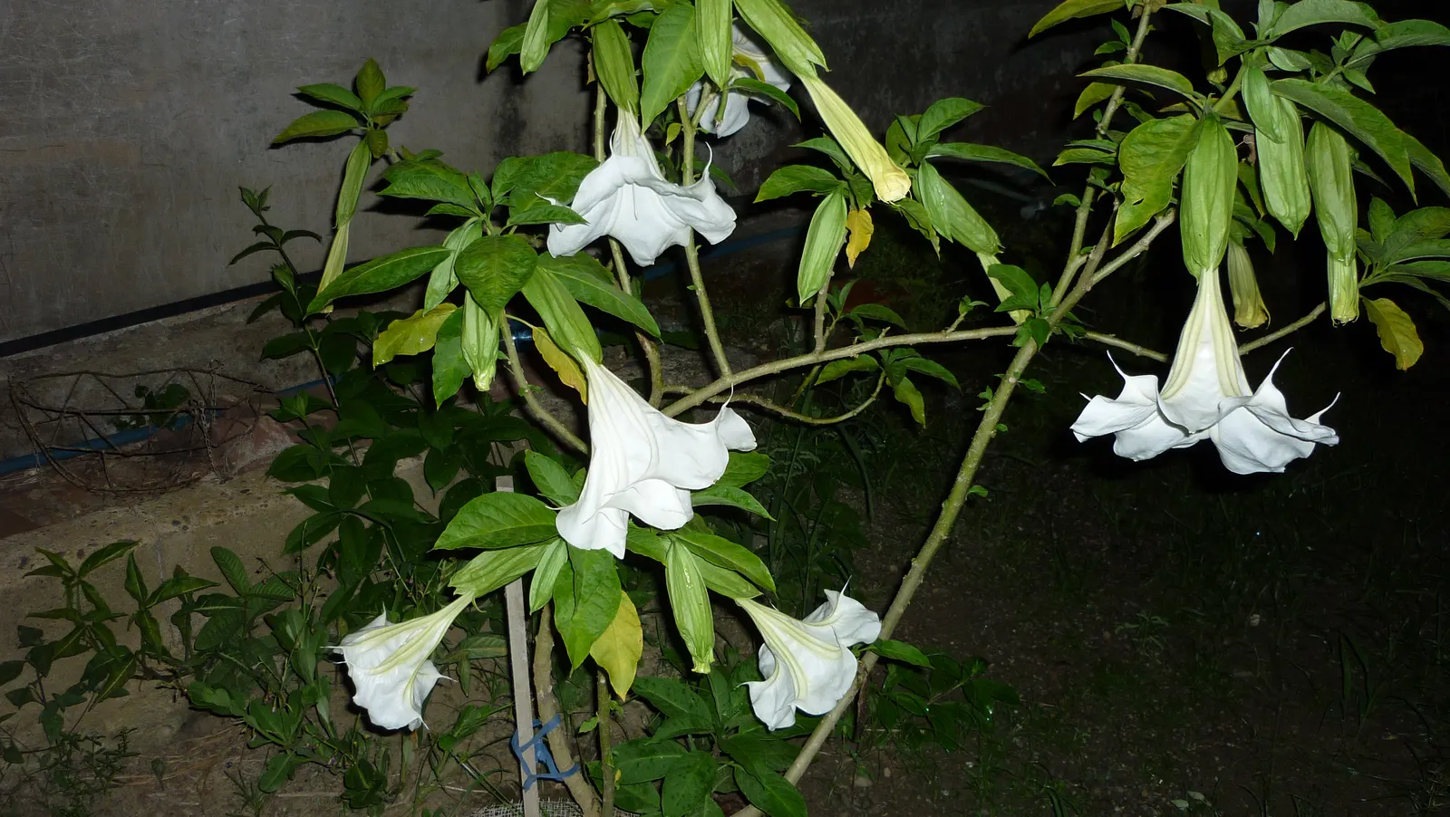 Pink Angel's Trumpet (Brugmansia Suaveolens) — the large aromatic blossoms range from 6 to 12 inches long and come in shades of soft pink; tropical, image 72
