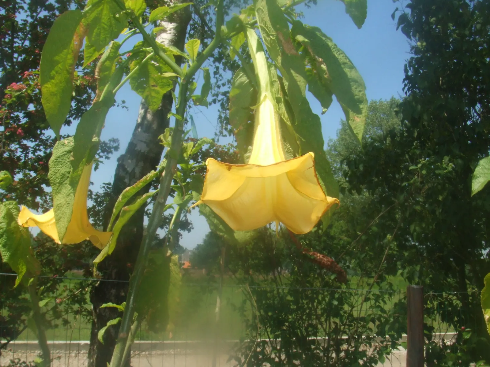 Pink Angel's Trumpet (Brugmansia Suaveolens) — exuding a delightful fragrance; caution: All parts are toxic if ingested, image 64