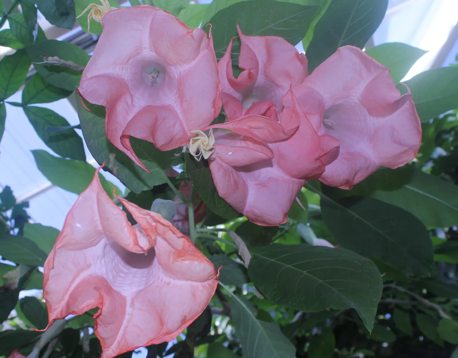 Pink Angel's Trumpet (Brugmansia Suaveolens) — Note that all parts of Brugmansia suaveolens are toxic if ingested; caution: All parts are toxic if ingested