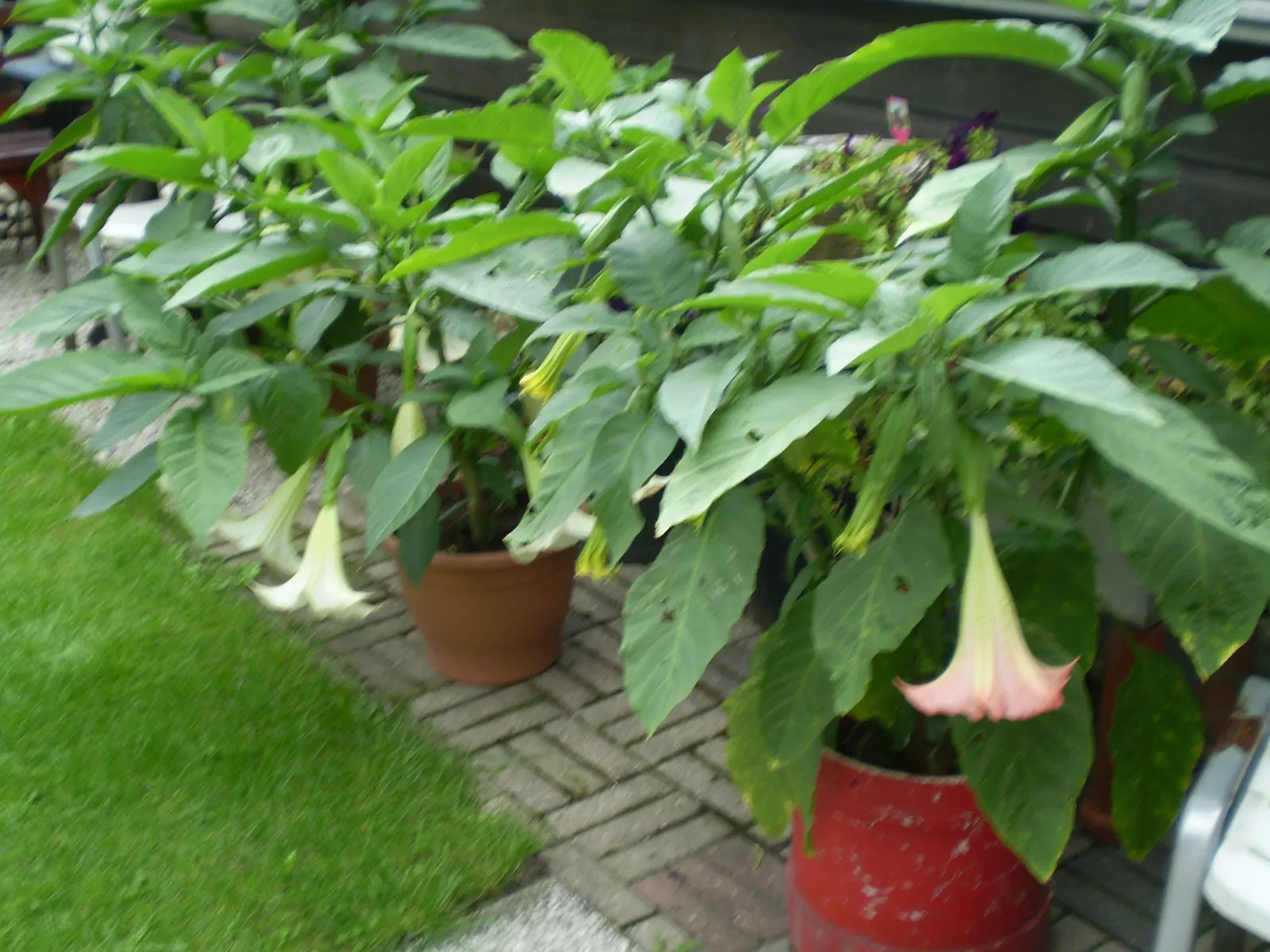 Pink Angel's Trumpet (Brugmansia Suaveolens) — imbuing the surroundings with their sweet