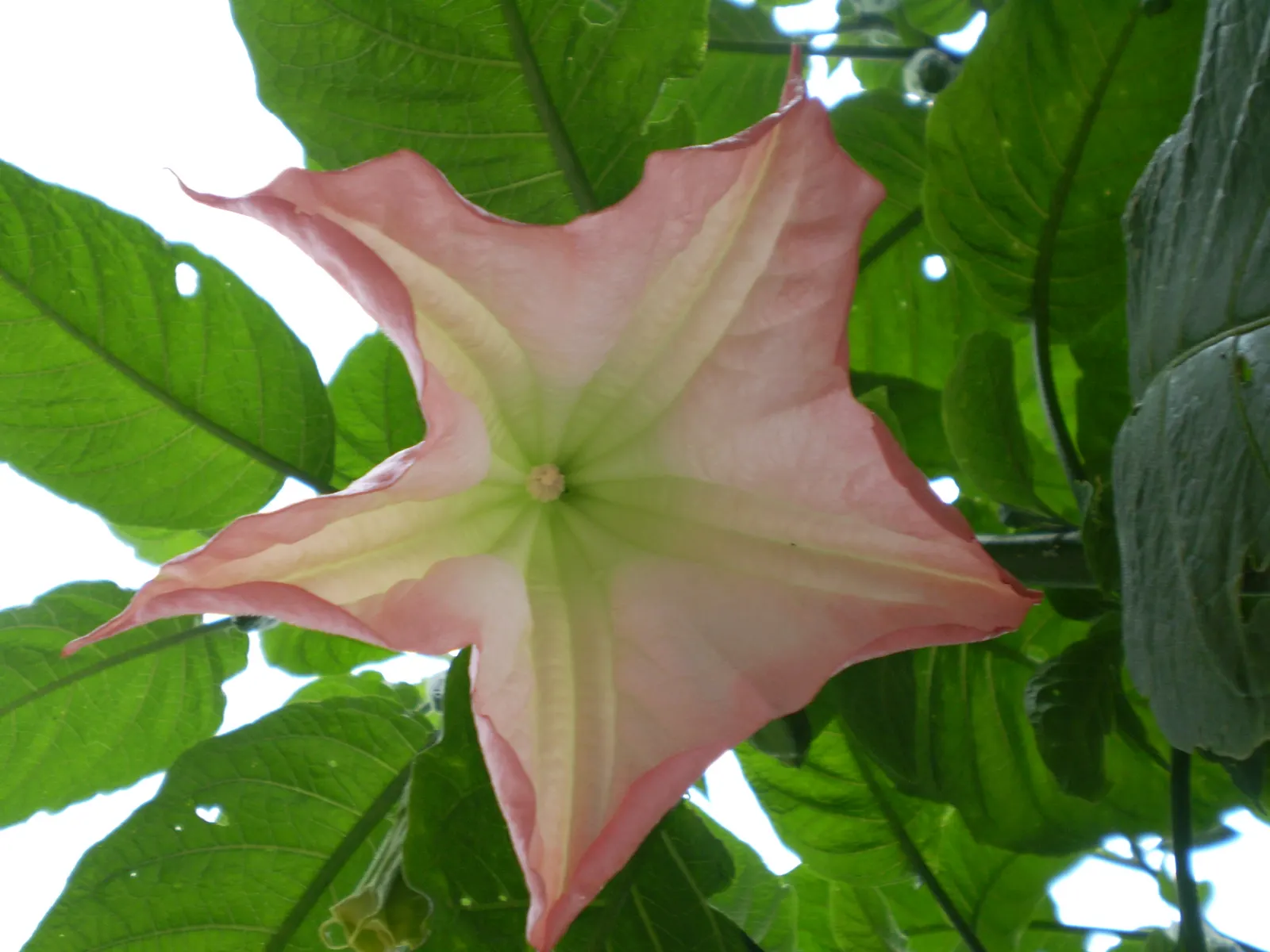 Pink Angel's Trumpet (Brugmansia Suaveolens) — exuding a delightful fragrance; caution: All parts are toxic if ingested