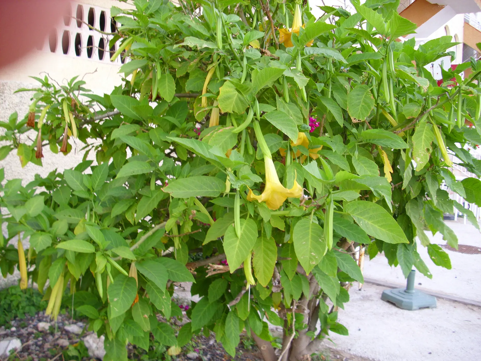 Pink Angel's Trumpet (Brugmansia Suaveolens) — imbuing the surroundings with their sweet; caution: All parts are toxic if ingested, image 94