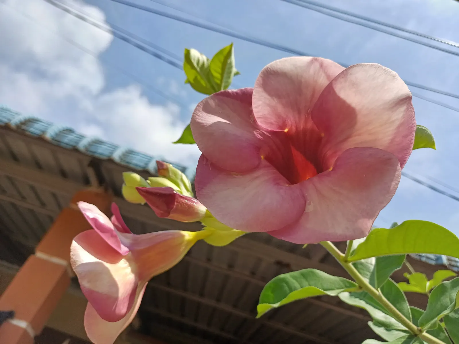 Pink Angel's Trumpet (Brugmansia Suaveolens) — so caution is advised in households with pets or young children; heavy scent especially pronounced at nightfall