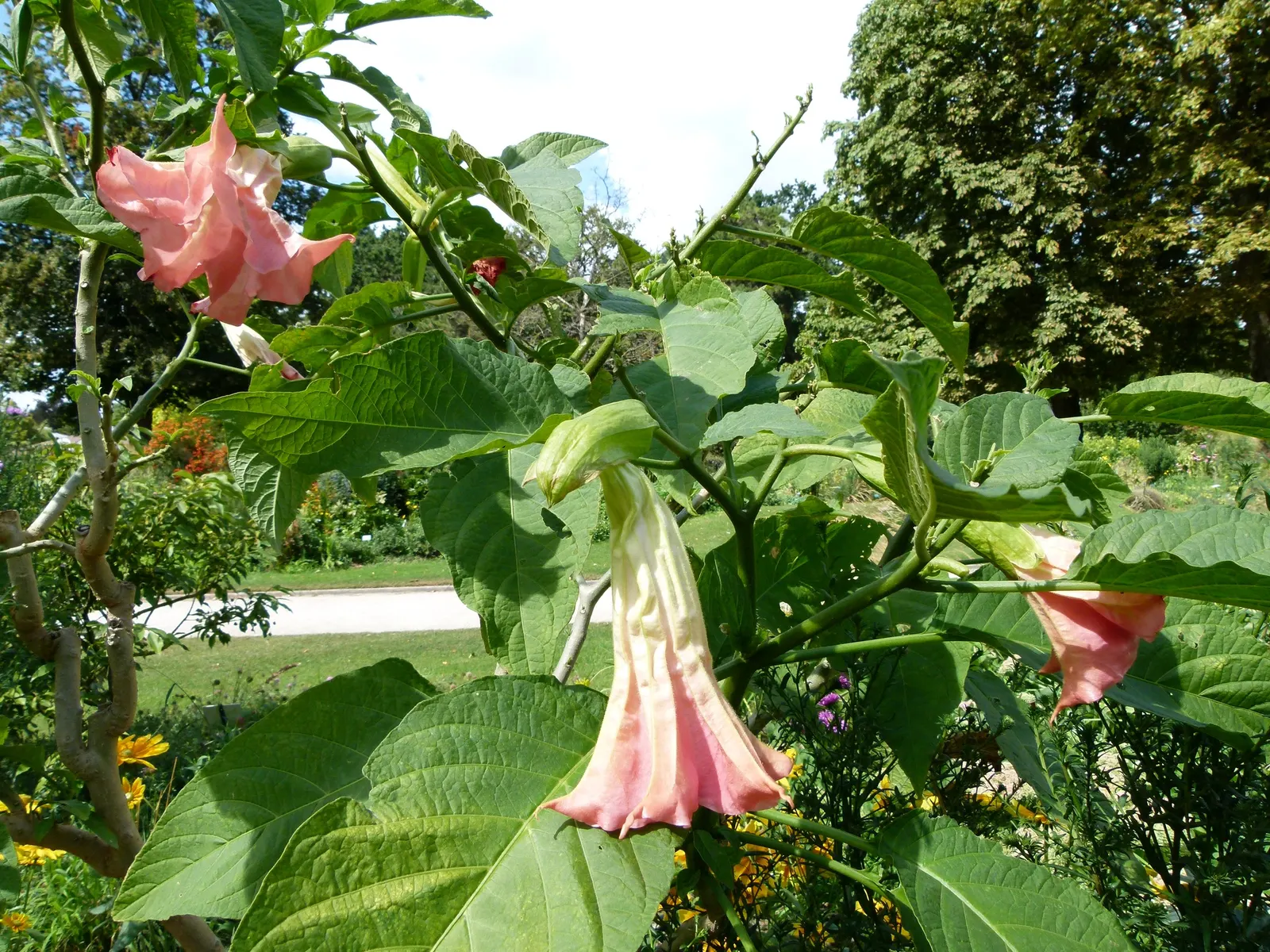 Pink Angel's Trumpet (Brugmansia Suaveolens) — Adds a dramatic flair to mixed borders and containers; heavy scent especially pronounced at nightfall, image 89