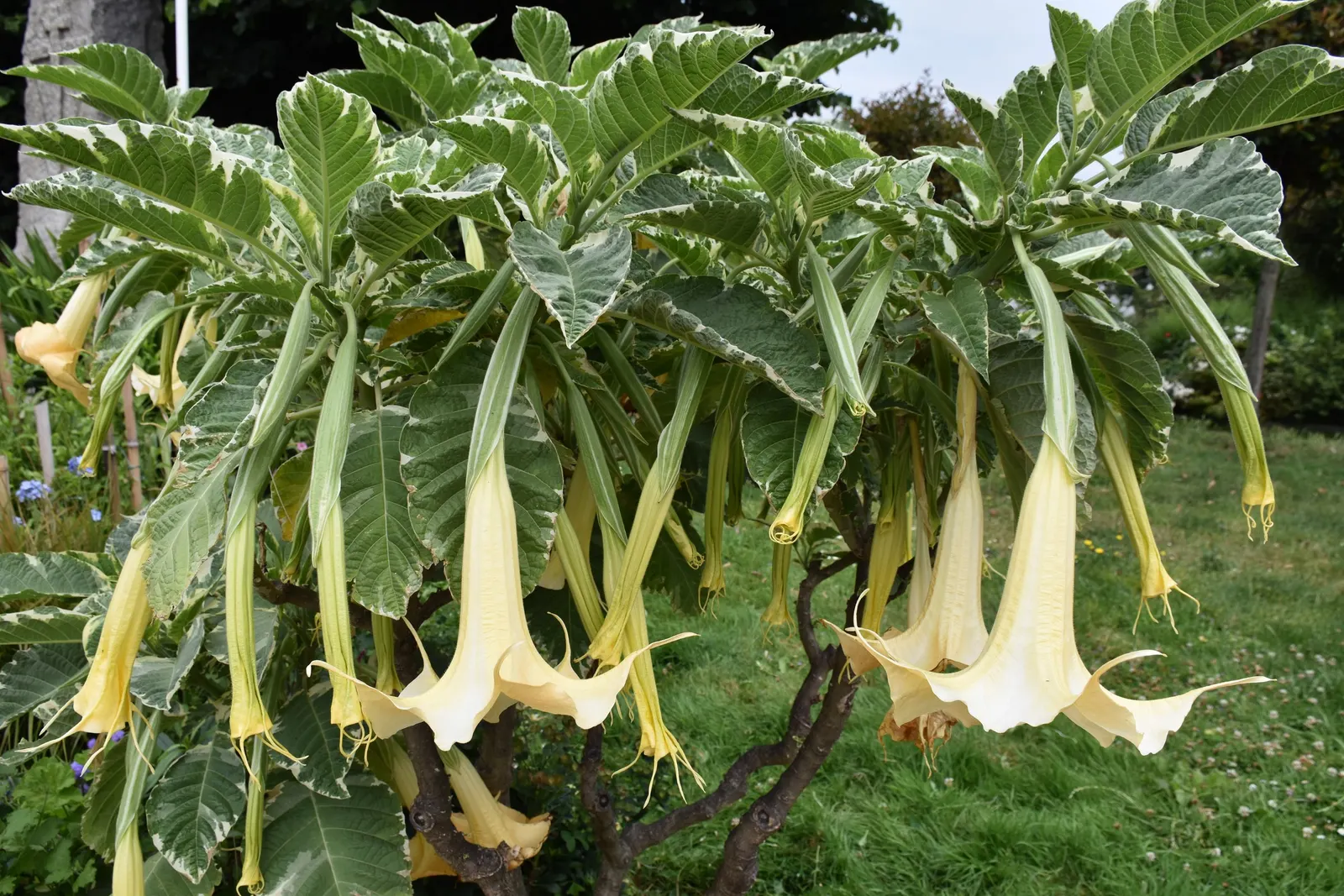 Pink Angel's Trumpet (Brugmansia Suaveolens) — pink flowers in the garden; caution: All parts are toxic if ingested, image 103