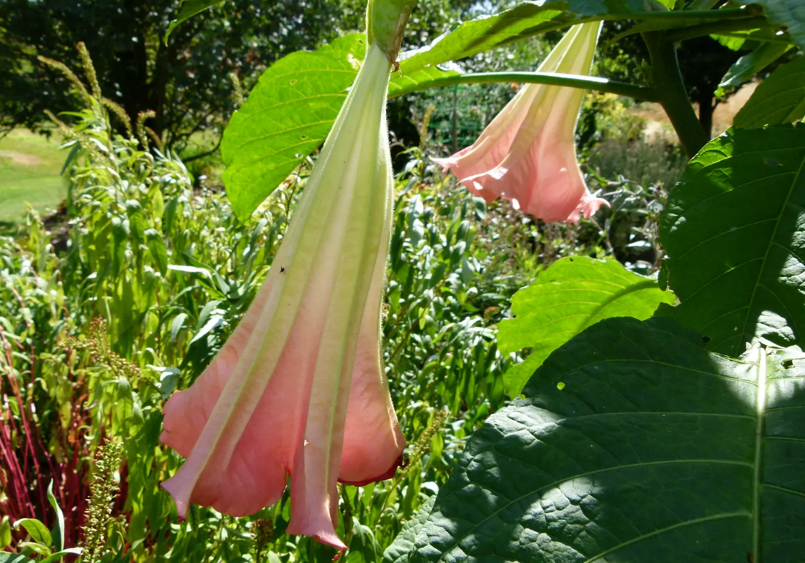 Pink Angel's Trumpet (Brugmansia Suaveolens) — Note that all parts of Brugmansia suaveolens are toxic if ingested; caution: All parts are toxic if, image 58