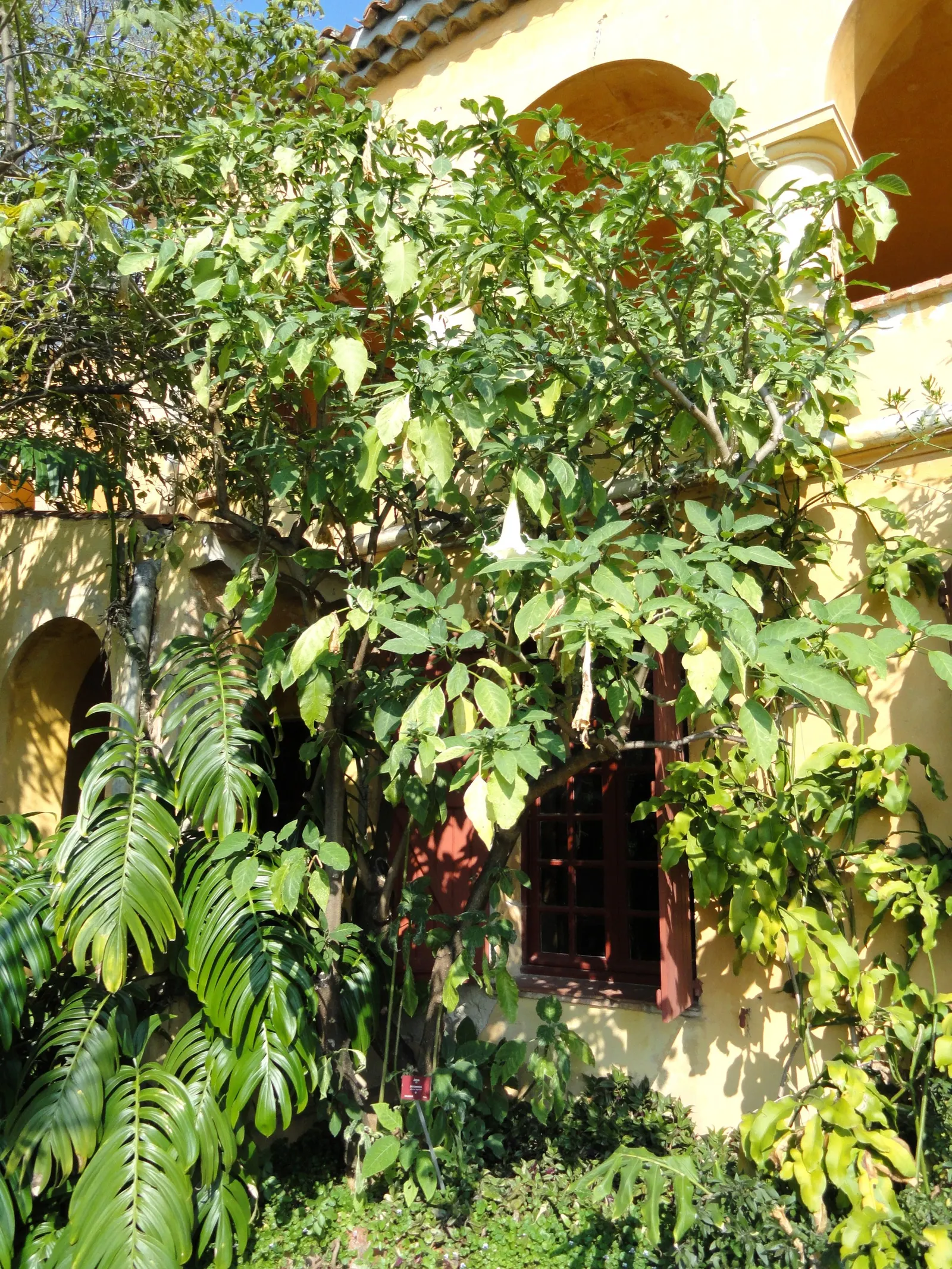 Pink Angel's Trumpet (Brugmansia Suaveolens) — imbuing the surroundings with their sweet; caution: All parts are toxic if ingested, image 52