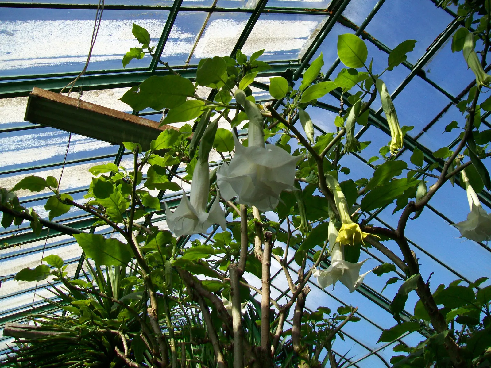 Pink Angel's Trumpet (Brugmansia Suaveolens) — shrub with pink blooms; heavy scent especially pronounced at nightfall, image 83