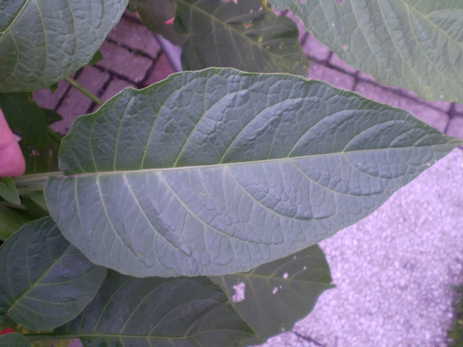 Pink Angel's Trumpet (Brugmansia Suaveolens) — Full sun to partial shade is preferable to ensure a profuse floral display