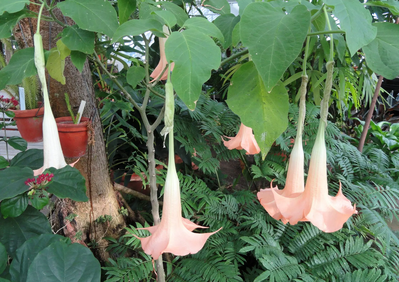 Pink Angel's Trumpet (Brugmansia Suaveolens) — The Pink Angel's Trumpet should be sheltered from strong winds, which can damage both flowers and, image 78