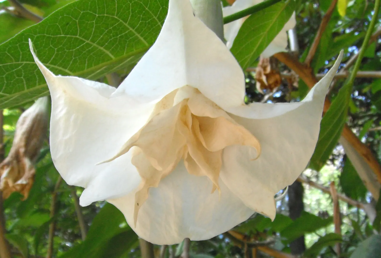 Pink Angel's Trumpet (Brugmansia Suaveolens) — Caution: All parts are toxic if ingested, image 88