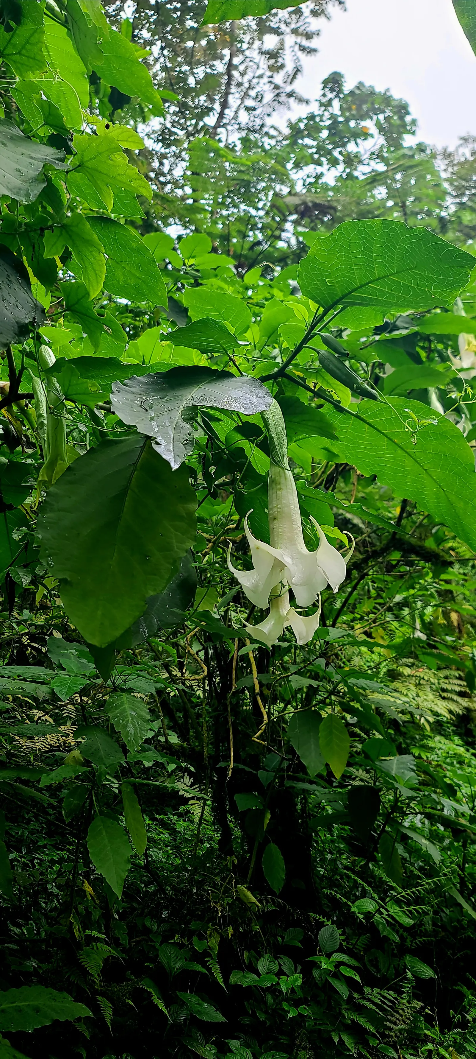 Pink Angel's Trumpet (Brugmansia Suaveolens) — Adds a dramatic flair to mixed borders and containers; heavy scent especially pronounced at nightfall, image 68