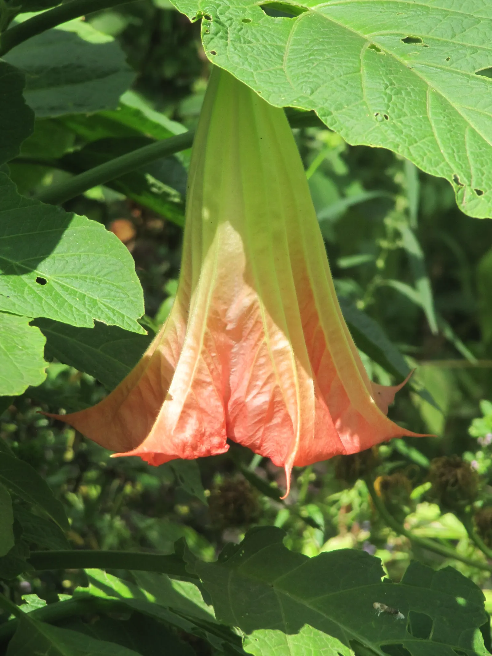 Pink Angel's Trumpet (Brugmansia Suaveolens) — Caution: All parts are toxic if ingested, image 46