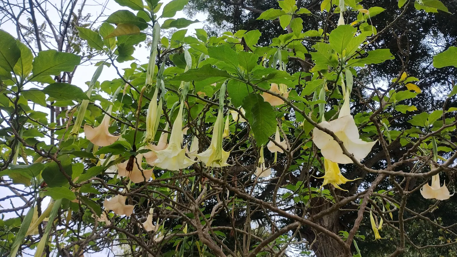 Pink Angel's Trumpet (Brugmansia Suaveolens) — heavy scent especially pronounced at nightfall