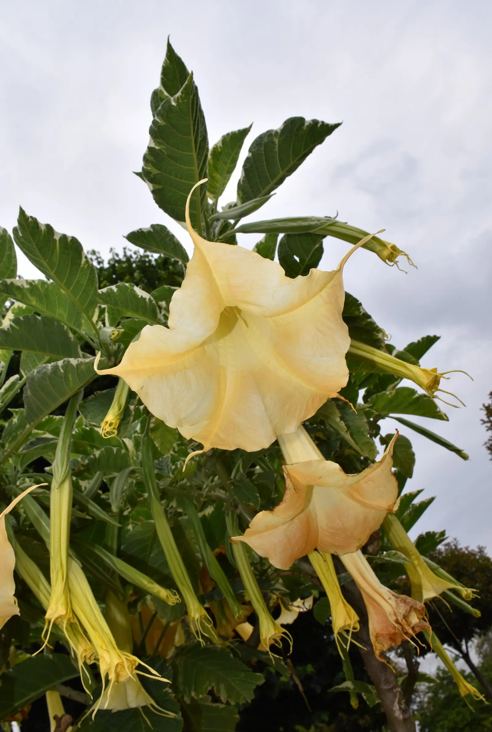 Pink Angel's Trumpet (Brugmansia Suaveolens) — exuding a delightful fragrance