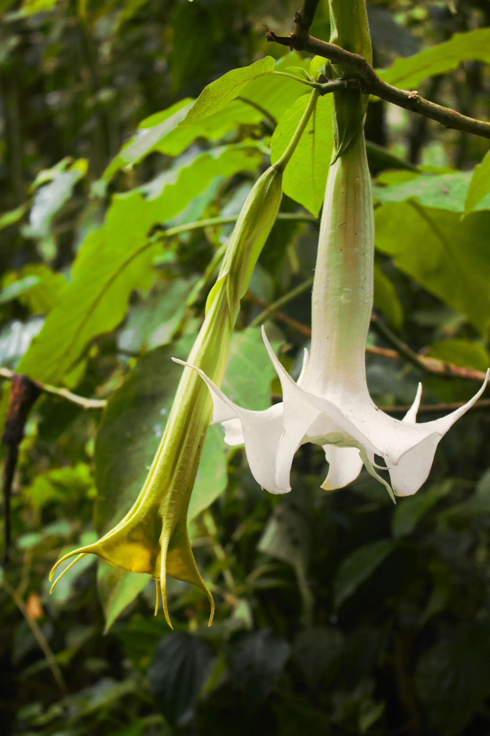 Pink Angel's Trumpet (Brugmansia Suaveolens) — the large aromatic blossoms range from 6 to 12 inches long and come in shades of soft pink; tropical feel for
