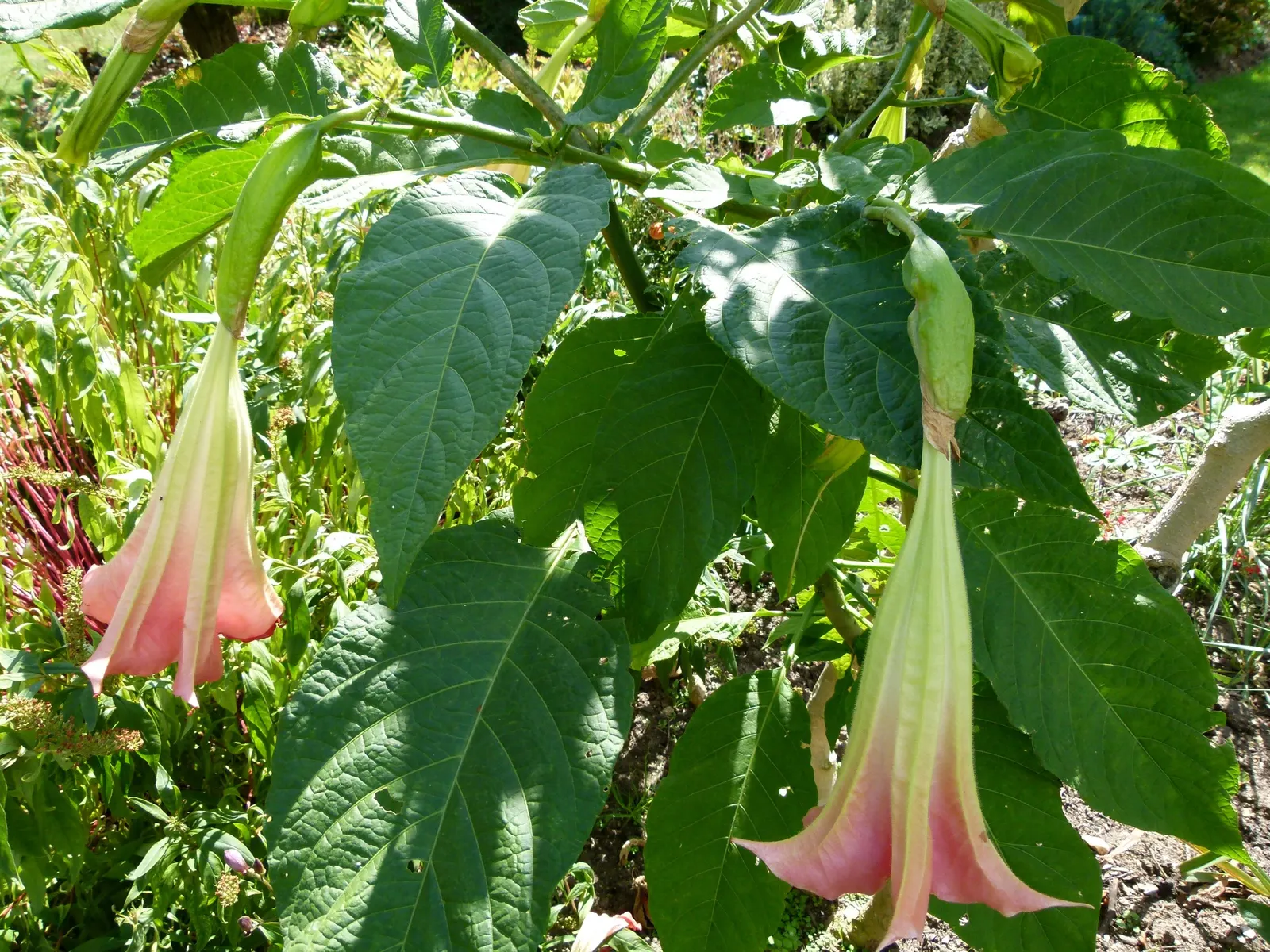 Pink Angel's Trumpet (Brugmansia Suaveolens) — offers a dramatic flourish to any garden with its remarkable ornamental qualities; tropical feel for, image 90