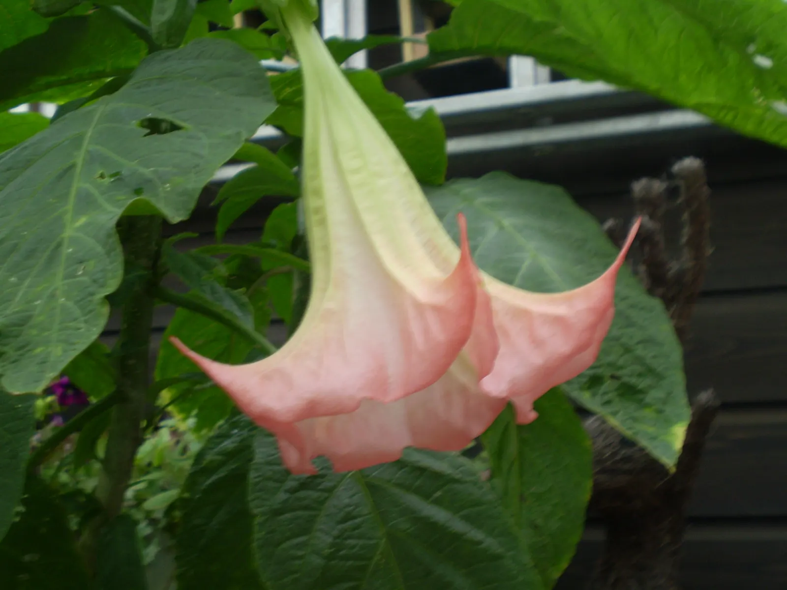 Pink Angel's Trumpet (Brugmansia Suaveolens) — Caution: All parts are toxic if ingested, image 25