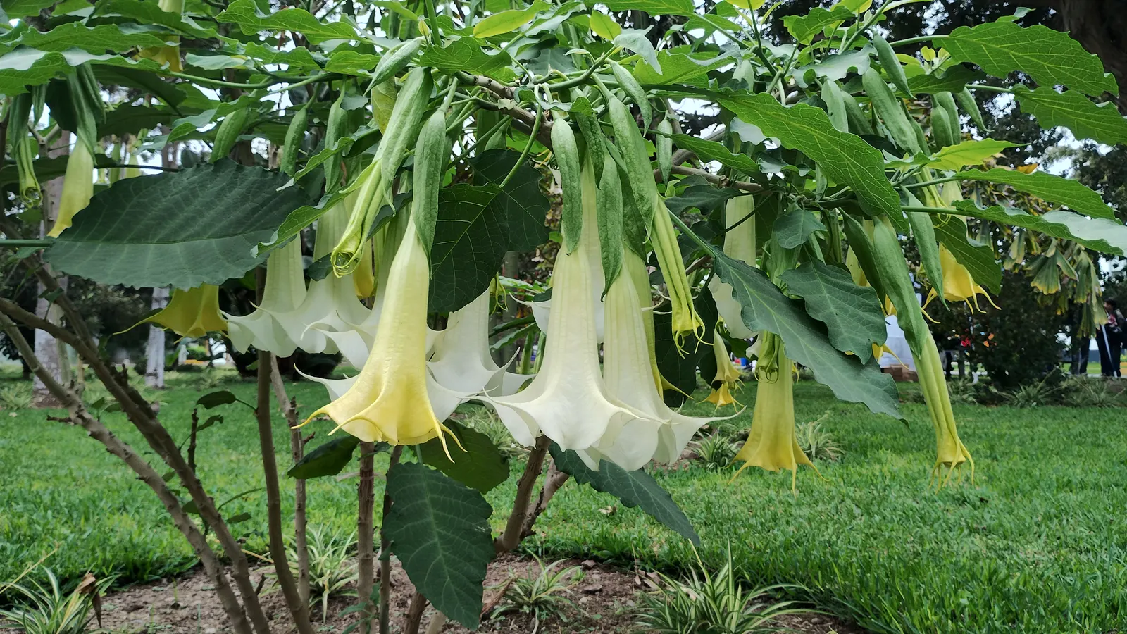 Pink Angel's Trumpet (Brugmansia Suaveolens) — This showy, tropical perennial prefers full sun to partial shade and well-drained soil